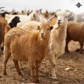 V souladu s přírodou a v péči, kterou si zaslouží. 🐐🌱 Férový sourcing materiálu je v Pashmii klíčový – věříme v...