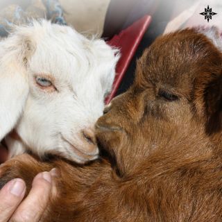 Chvíle plné lásky a pohodlí s tím nejjemnějším kašmírem. 🐐💫 Kašmírová deka Pashmii vás zahřeje a obklopí něhou, ať už...